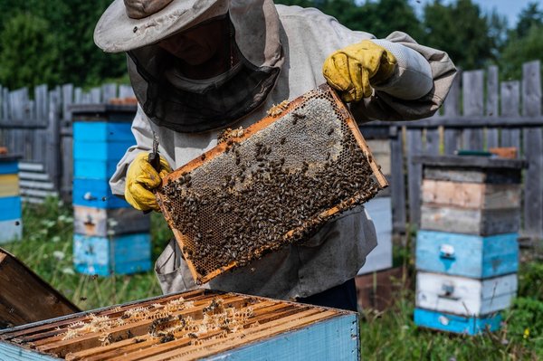 Quelles sont les pratiques agricoles qui contribuent à la conservation des abeilles et des pollinisateurs?